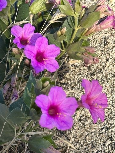 Mirabilis multiflora (Colorado Four o'Clock) (alternate view 3)