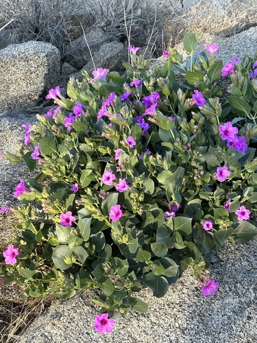 Mirabilis multiflora (Colorado Four o'Clock) (alternate view 2)