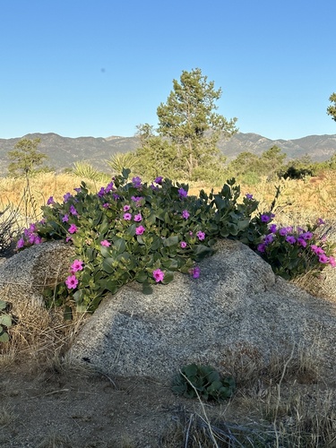 Mirabilis multiflora (Colorado Four o'Clock)
