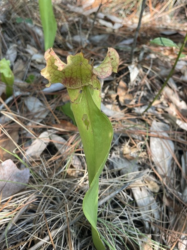 Sarracenia × mitchelliana (Mitchell's Pitcher Plant) (alternate view 5)