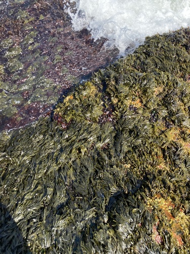 Palmaria palmata (Dulse)