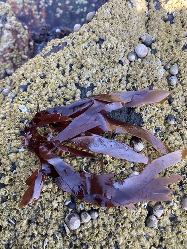 Palmaria palmata (Dulse)