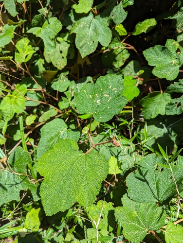 Rubus rolfei (Creeping Bramble) (alternate view 2)