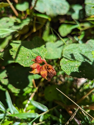 Rubus rolfei (Creeping Bramble) (alternate view 3)
