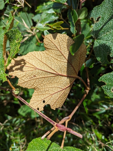 Rubus rolfei (Creeping Bramble) (alternate view 4)