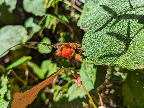 Rubus rolfei (Creeping Bramble) (alternate view 5)