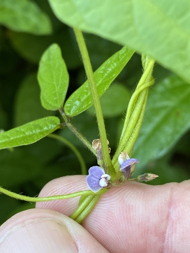 Glycine (Soybeans)