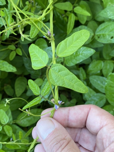Glycine (Soybeans) (alternate view 2)