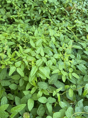 Glycine (Soybeans) (alternate view 3)