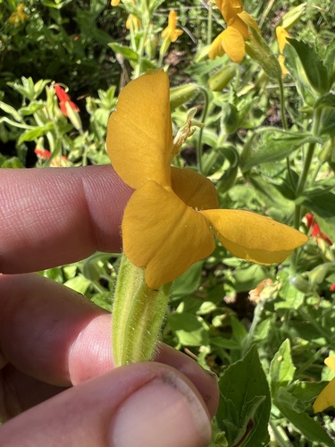 Erythranthe cardinalis (Scarlet Monkeyflower) (alternate view 3)