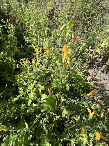 Erythranthe cardinalis (Scarlet Monkeyflower) (alternate view 4)