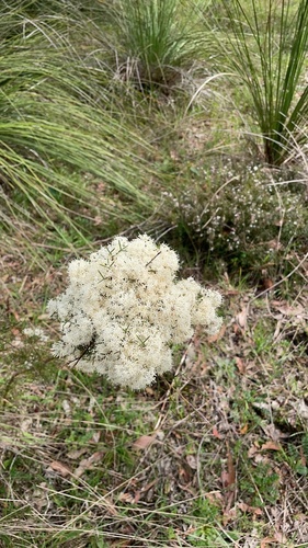 Hakea lissocarpha (Honey Bush) (alternate view 3)