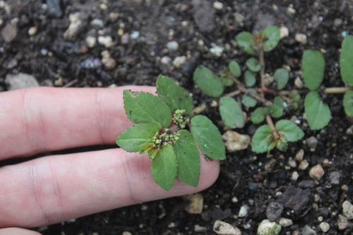 Euphorbia hirta (Asthma Plant)
