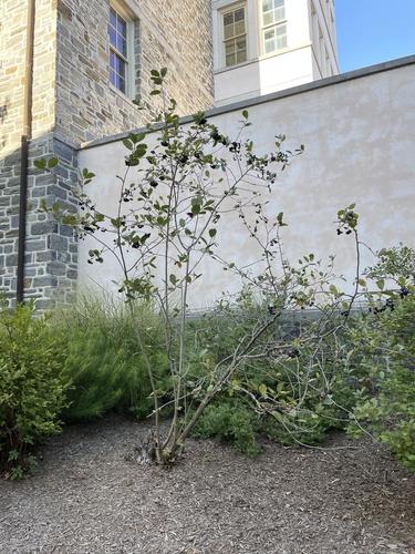 Aronia melanocarpa (Chokecherry) (alternate view 8)
