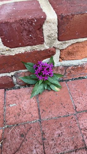 Pentas lanceolata (Egyptian Star-cluster) (alternate view 8)