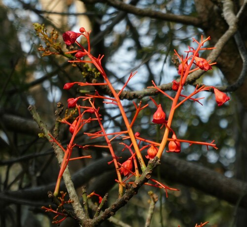 Brachychiton acerifolius (flame tree) (alternate view 4)