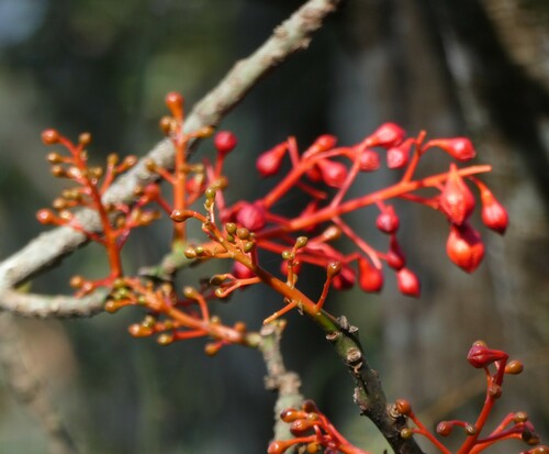 Brachychiton acerifolius (flame tree) (alternate view 5)