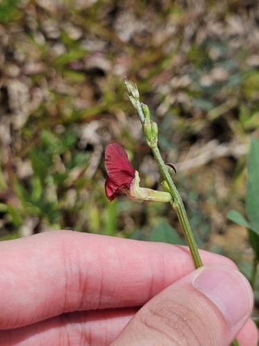 Macroptilium lathyroides (Phasey Bean)