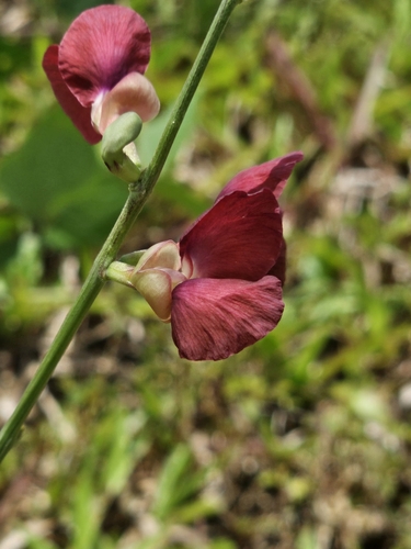 Macroptilium lathyroides (Phasey Bean) (alternate view 2)
