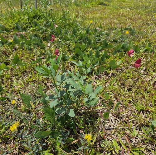 Macroptilium lathyroides (Phasey Bean) (alternate view 3)