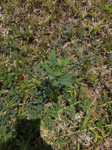 Macroptilium lathyroides (Phasey Bean) (alternate view 4)