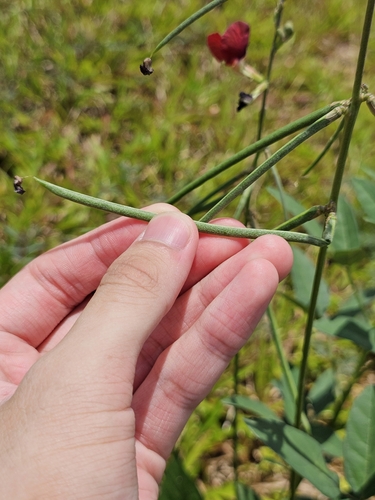 Macroptilium lathyroides (Phasey Bean) (alternate view 5)