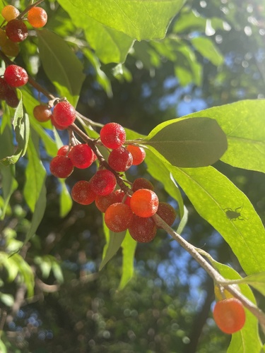Elaeagnus umbellata (autumn olive)