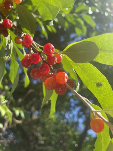 Elaeagnus umbellata (autumn olive)