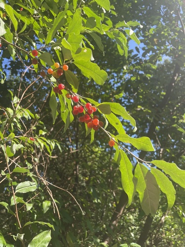 Elaeagnus umbellata (autumn olive)