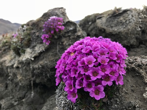 Saxifraga (Saxifrages) (alternate view 2)
