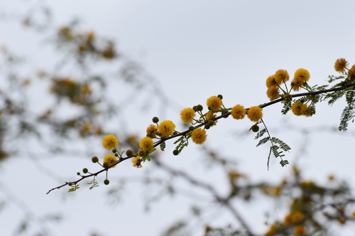 Vachellia farnesiana (Sweet acacia)