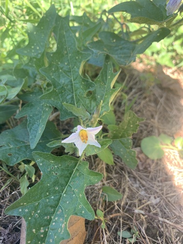 Solanum carolinense (Carolina horsenettle)
