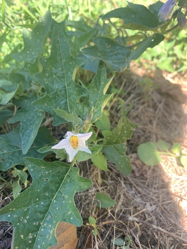 Solanum carolinense (Carolina horsenettle)