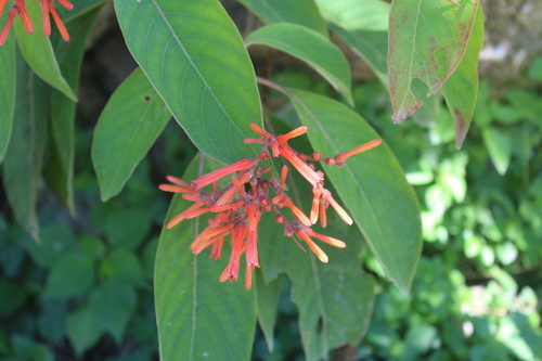Hamelia patens (Firebush) (alternate view 3)