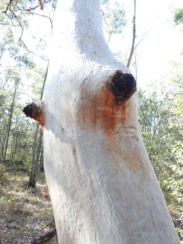 Angophora leiocarpa (Smooth-barked Apple) (alternate view 2)