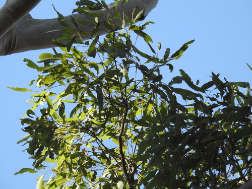 Angophora leiocarpa (Smooth-barked Apple) (alternate view 4)