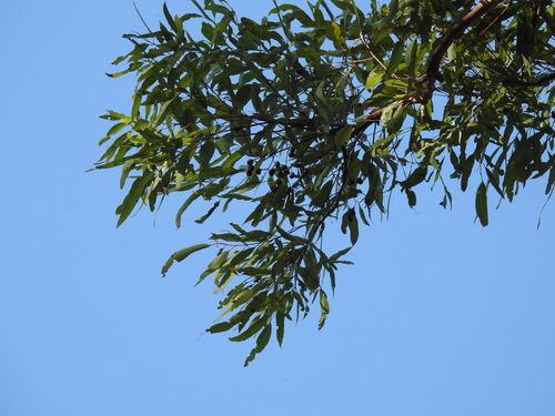 Angophora leiocarpa (Smooth-barked Apple) (alternate view 3)