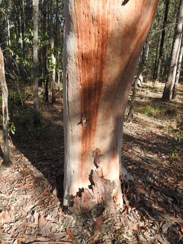 Angophora leiocarpa (Smooth-barked Apple) (alternate view 5)