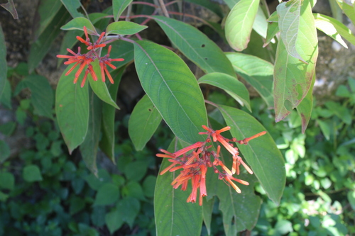 Hamelia patens (Firebush) (alternate view 4)