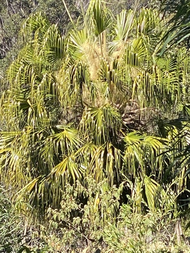 Livistona australis (Australian Fan Palm) (alternate view 3)