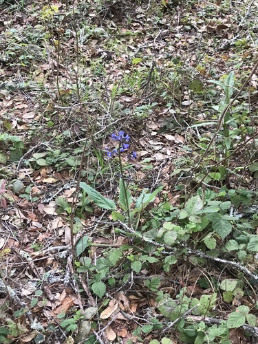 Adelinia grandis (Pacific hound's tongue) (alternate view 4)