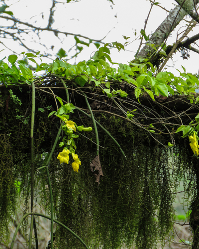 Dolichandra unguis-cati (Catclaw vine)