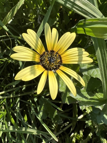 Arctotheca calendula (Capeweed) (alternate view 7)