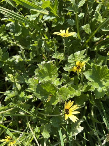 Arctotheca calendula (Capeweed) (alternate view 8)