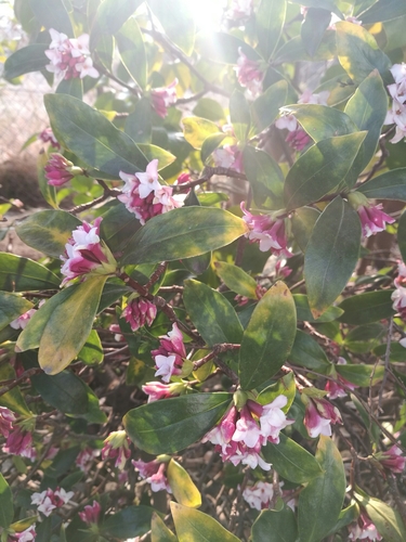 Daphne odora (Winter Daphne) (alternate view 4)