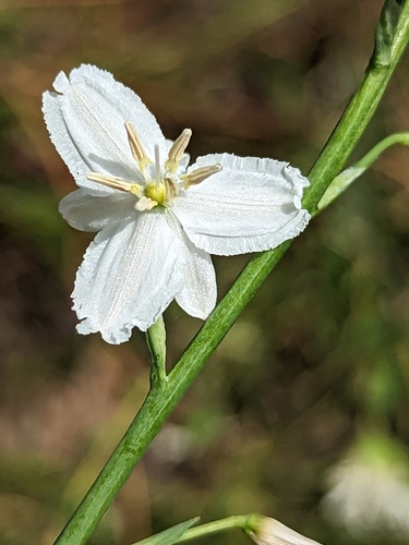Arthropodium strictum (chocolate lily)