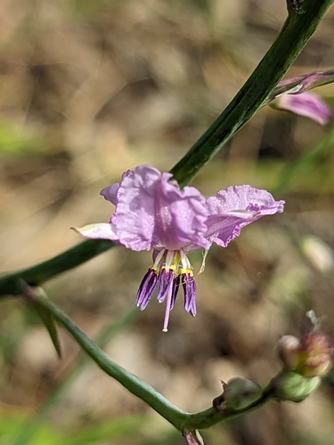 Arthropodium strictum (chocolate lily) (alternate view 2)