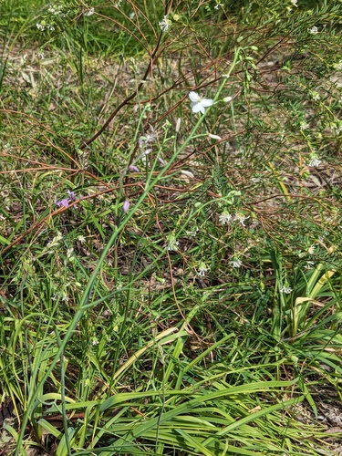 Arthropodium strictum (chocolate lily) (alternate view 3)