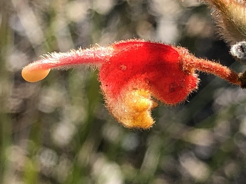 Grevillea alpina (Mountain Grevillea) (alternate view 4)