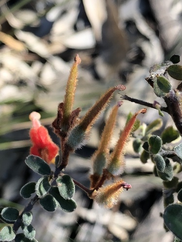 Grevillea alpina (Mountain Grevillea) (alternate view 5)